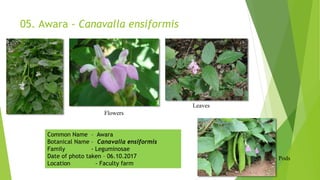 05. Awara - Canavalla ensiformis
Flowers
Leaves
Pods
Common Name – Awara
Botanical Name – Canavalla ensiformis
Family - Leguminosae
Date of photo taken – 06.10.2017
Location - Faculty farm
 