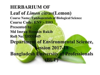 HERBARIUM OF
Leaf of Limon citrus(Lemon)
Course Name: Fundamentals of Biological Science
Course Code: ENV - 1103
Presented by
Md Imran Hossain Rakib
Roll No: 18531045
Department of Environmental Science,
Session 2017-18
Bangladesh University of Professionals
(BUP)
 