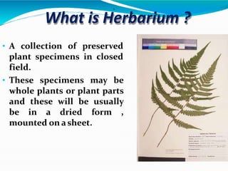 .
What is Herbarium ?
• A collection of preserved
plant specimens in closed
field.
• These specimens may be
whole plants or plant parts
and these will be usually
be in a dried form ,
mounted on a sheet.
 