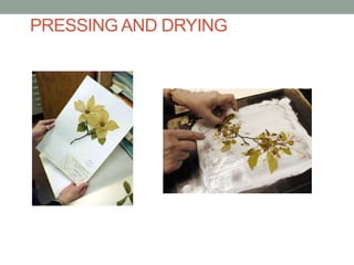 Herbarium | PPTX