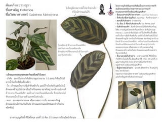 นางสาวบุญชรัสมิ์ ศิริโพธิ์สกุล เลขที่ 10 ห้อง 335 แผนการเรียนวิทย์-อังกฤษ
ต้นคล้าแววมยุรา
ชื่อสามัญ Calathea
ชื่อวิทยาศาสตร์ Calathea Makoyana
• ลักษณะทางพฤกษศาสตร์ของต้นคล้าใบตอง
- ลำต้น : แตกเป็นกอ ลำต้นมีความสูงประมาณ 1-2 เมตร ลำต้นเป็นไม้
อวบน้ำในเป็นพืชใบเลี้ยงเดี่ยว
- ใบ : ลักษณะเป็นกาบหุ้มลำต้นสลับกัน และมีก้านใบต่อกับแผ่นใบใบมี
ลักษณะคล้ายรูปไข่ ปลายใบเว้าหรือแหลม ขนาดใหญ่ กลางใบจะมีสองสี
ด้านบนจะเป็นเฉดสีเขียว แต่ด้านล่างจะเป็นเฉดสีแดงเข้ม ซึ่งจะสังเกตได้
ชัดเจนตอนใบอ้าในยามเช้าและหุบในช่วงเย็น
- ดอก : ออกดอกปลายยอด หรือตามซอก กาบใบ ออกดอกเป็นคู่
ลักษณะดอกเล็กรวมกันเป็นช่อ ลักษณะดอกและสีสรรแตกต่างกันตาม
ชนิดพันธุ์
โครงการอนุรักษ์พันธุกรรมพืชอันเนื่องมาจากพระราชดำริ
สมเด็จพระเทพรัตนราชสุดาฯสยามบรมราชกุมารี
สวนพฤกษศาสตร์โรงเรียนเตรียมอุดมศึกษา
• ชื่อพฤกษศาสตร์/ชื่อวิทยาศาสตร์ : Calathea Makoyana
• ชื่อท้องถิ่น/ชื่อสามัญทั่วไป : Calathea ( ต้นคล้าแววมยุรา )
• สถานที่เก็บตัวอย่าง : สวนหลังบ้าน
• วัน เดือน ปี ที่จัดเก็บตัวอย่างแห้ง : 10 สิงหาคม 2564
• บันทึกลักษณะพืช : ต้นคล้าเป็นพรรณไม้ที่มีหัวหรือเหง้าอยู่
ใต้ดิน การเจริญเติบโตของลำต้นแตกเป็นกอ ลำต้นมีความสูง
ประมาณ 1-2 เมตร ลำต้นเป็นไม้อวบน้ำในเป็นพืชใบเลี้ยงเดี่ยว
ออกใบเป็นกาบหุ้มลำต้นสลับกัน และมีก้านใบต่อกับแผ่นใบใบมี
ลักษณะคล้ายรูปไข่ ปลายใบเว้าหรือแหลม ขนาดใหญ่ กลางใบจะ
มีสองสี ด้านบนจะเป็นเฉดสีเขียว แต่ด้านล่างจะเป็นเฉดสีแดงเข้ม
ซึ่งจะสังเกตได้ชัดเจนตอนใบอ้าในยามเช้าและหุบในช่วงเย็น
ออกดอกปลายยอด หรือตามซอก กาบใบ ออกดอกเป็นคู่
ลักษณะดอกเล็กรวมกันเป็นช่อ ลักษณะดอกและสีสรรแตกต่าง
กันตามชนิดพันธุ์
• ชื่อนามสกุลผู้เก็บตัวอย่าง : นางสาวบุญชรัสมิ์ ศิริโพธิ์สกุล
กำลังศึกษาในระดับชั้น มัธยมศึกษาปีที่ 5 ห้อง 335 เลขที่ 10
แผนการเรียนวิทย์-อังกฤษ สายการเรียนวิทยาศาสตร์-
คณิตศาสตร์ โรงเรียนเตรียมอุดมศึกษา
• ชื่อผู้ตรวจสอบตัวอย่าง : นายวิชัย ลิขิตพรรักษ์ ตำแหน่งครู
คศ.1 สาขาชีววิทยา
กลุ่มสาระการเรียนรู้วิทยาศาสตร์ โรงเรียนเตรียมอุดมศึกษา
แผ่นป้ายข้อมูลสำหรับตัวอย่างพรรณไม้
ใบใหญ่มีลวดลายพลิ้วไหวไปตามใบ
ตัวใบมีความแอ่นโค้ง

ใบจะมีสองสี ด้านบนจะเป็นเฉดสีเขียว
แต่ด้านล่างจะเป็นเฉดสีแดงเข้ม
ซึ่งจะสังเกตได้ชัดเจนตอนใบอ้าในยามเช้า
และหุบในช่วงเย็น

✧₊˚
 