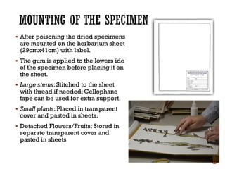 ▪ After poisoning the dried specimens
are mounted on the herbarium sheet
(29cmx41cm) with label.
▪ The gum is applied to the lowers ide
of the specimen before placing it on
the sheet.
▪ Large stems: Stitched to the sheet
with thread if needed; Cellophane
tape can be used for extra support.
▪ Small plants: Placed in transparent
cover and pasted in sheets.
▪ Detached Flowers/Fruits: Stored in
separate transparent cover and
pasted in sheets
 