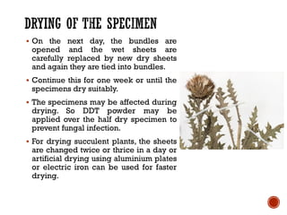 ▪ On the next day, the bundles are
opened and the wet sheets are
carefully replaced by new dry sheets
and again they are tied into bundles.
▪ Continue this for one week or until the
specimens dry suitably.
▪ The specimens may be affected during
drying. So DDT powder may be
applied over the half dry specimen to
prevent fungal infection.
▪ For drying succulent plants, the sheets
are changed twice or thrice in a day or
artificial drying using aluminium plates
or electric iron can be used for faster
drying.
 
