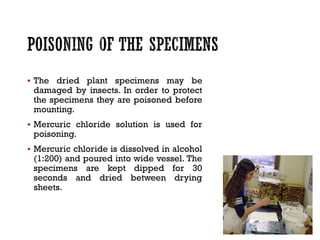 ▪ The dried plant specimens may be
damaged by insects. In order to protect
the specimens they are poisoned before
mounting.
▪ Mercuric chloride solution is used for
poisoning.
▪ Mercuric chloride is dissolved in alcohol
(1:200) and poured into wide vessel. The
specimens are kept dipped for 30
seconds and dried between drying
sheets.
 