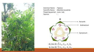 Tapioca Inflorescence Herbarium of Bee floral Plants | PPTX