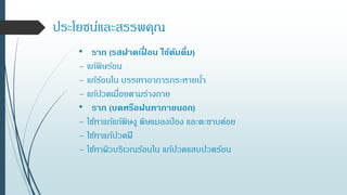 ประโยชน์และสรรพคุณ
• ราก (รสฝาดเฝื่ อน ใช้ต้มดื่ม)
– แก้พิษร้อน
– แก้ร้อนใน บรรเทาอาการกระหายน้า
– แก้ปวดเมื่อยตามร่างกาย
• ราก (บดหรือฝนทาภายนอก)
– ใช้ทาแก้แก้พิษงู พิษแมลงป่ อง และตะขาบต่อย
– ใช้ทาแก้ปวดฝี
– ใช้ทาผิวบริเวณร้อนใน แก้ปวดแสบปวดร้อน
 