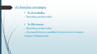 ประโยชน์และสรรพคุณ
• ใบ (นามาต้มดื่ม)
– ใช้ถอนพิษงู และพิษจากสัตว์
• ใบ (ใช้ภายนอก)
– ใช้ถอนพิษงู และพิษจากสัตว์
– รักษาแผลน้าร้อนลวก แผลไฟไหม้ ช่วยบรรเทาอาการปวดแสบ
ปวดร้อน ทาให้แผลหายเร็ว
 