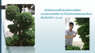 เก็บตัวอย่างสดชิ้นส่วนต้นสารพัดพิษ
จากบริเวณหลังตึก 60 ปี โรงเรียนเตรียมอุดมศึกษา
เก็บเมื่อวันที่ 7/6/62
 