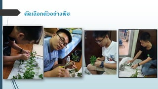 คัดเลือกตัวอย่างพืช
 