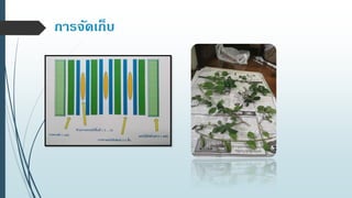 การจัดเก็บ
 