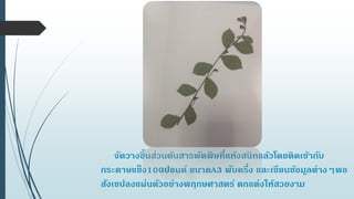 จัดวางชิ้นส่วนต้นสารพัดพิษที่แห้งสนิทแล้วโดยติดเข้ากับ
กระดาษแข็ง100ปอนด์ ขนาดA3 พับครึ่ง และเขียนข้อมูลต่างๆพอ
สังเขปลงแผ่นตัวอย่างพฤกษศาสตร์ ตกแต่งให้สวยงาม
 