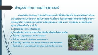 ข้อมูลลักษณะทางพฤกษศาสตร์
สารพัดพิษ (Necklace Pod) จัดเป็ นพรรณไม้ป่ าที่มีพิษชนิดหนึ่ง ซึ่งหากได้รับเข้าไปมาก
จะมีผลทาลายระบบประสาท แต่ก็มีบางรายงานที่กล่าวถึงสรรพคุณของสารพัดพิษ โดยเฉพาะ
สรรพคุณในการถอนพิษงูหรือพิษจากสัตว์มีพิษต่างๆได้ดี คาว่า สารพัดพิษ อาจตั้งขึ้นด้วย
คุณสมบัติของพืชใน 2 แง่ คือ
1. สารพัดพิษ เพราะเป็ นพืชมีพิษ
2. สารพัดพิษ เพราะสามารถรักษาพิษสัตว์กัดต่อยได้หลายชนิด
• ชื่อวงศ์ : Leguminosae หรือ Fabaceae
• ชื่อวิทยาศาสตร์ : Sophora tomentosa L.
• ชื่อสามัญ :Necklace Pod,Yellow Necklace Pod,Silverbush
• ชื่อท้องถิ่น :สารพัดพิษ,ซับพิษ,ส้มพอ,กักไม้ฝอย,สะนาน
 