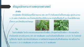 ข้อมูลลักษณะทางพฤกษศาสตร์
ลาต้น
สารพัดพิษ เป็นไม้ล้มลุกที่มีอายุนาน 20-30 ปี ลาต้นแตกกิ่งเป็นทรงพุ่ม สูงประมาณ
1-3 เมตร ลาต้นอ่อน และกิ่งอ่อนมีเปลือกสีเขียวนวล ลาต้นที่โตเต็มที่ และกิ่งแก่มีสีเทาอม
น้าตาล และมีขนสีนวลปกคลุม
ใบ
ใบสารพัดพิษ ใบประกอบแบบขนนกแบบใบเดี่ยว (ใบสุดท้ายมีใบเดียว) ประกอบด้วย
ก้านใบหลัก ยาวประมาณ 30-40 เซนติเมตร บนก้านใบหลักมีใบย่อย 13-21 ใบ ใบย่อยมี
รูปไข่กลับ โคนใบ และปลายใบโค้งมน บางชนิดปลายสุดของใบเป็นติ่งแหลม ขนาดใบกว้าง
ประมาณ 1.5-3 เซนติเมตร ยาวประมาณ 3-7 เซนติเมตร
 