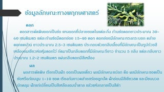 ข้อมูลลักษณะทางพฤกษศาสตร์
ดอก
ดอกสารพัดพิษออกเป็นช่อ แทงออกที่ปลายยอดในแต่ละกิ่ง ก้านช่อดอกยาวประมาณ 30-
60 เซนติเมตร แต่ละก้านช่อมีดอกย่อย 15-40 ดอก ดอกย่อยมีลักษณะทรงกระบอก คล้าย
ดอกแคบ้าน ยาวประมาณ 2.5-3 เซนติเมตร ประกอบด้วยกลีบเลี้ยงที่มีลักษณะเป็นรูปถ้วยสี
เหลืองอมเขียวห่อหุ้มดอกไว้ ถัดมาเป็นกลีบดอกที่มีลักษณะรียาว จานวน 5 กลีบ แต่ละกลีบยาว
ประมาณ 1.2-2 เซนติเมตร แผ่นกลีบดอกมีสีเหลือง
ผล
ผลสารพัดพิษ เรียกเป็นฝัก ออกเป็นผลเดี่ยว ผลมีลักษณะแปลก คือ ผลมีลักษณะขอดเป็น
ข้อหรือก้อนนูน 1-10 ขอด เรียงกันยาวคล้ายสร้อยลูกปัด ฝักอ่อนมีสีเขียวสด และมีขนนวล
ปกคลุม ฝักแก่เปลี่ยนเป็นสีเหลืองอมน้าตาล แล้วแห้งกลายเป็นสีดา
 