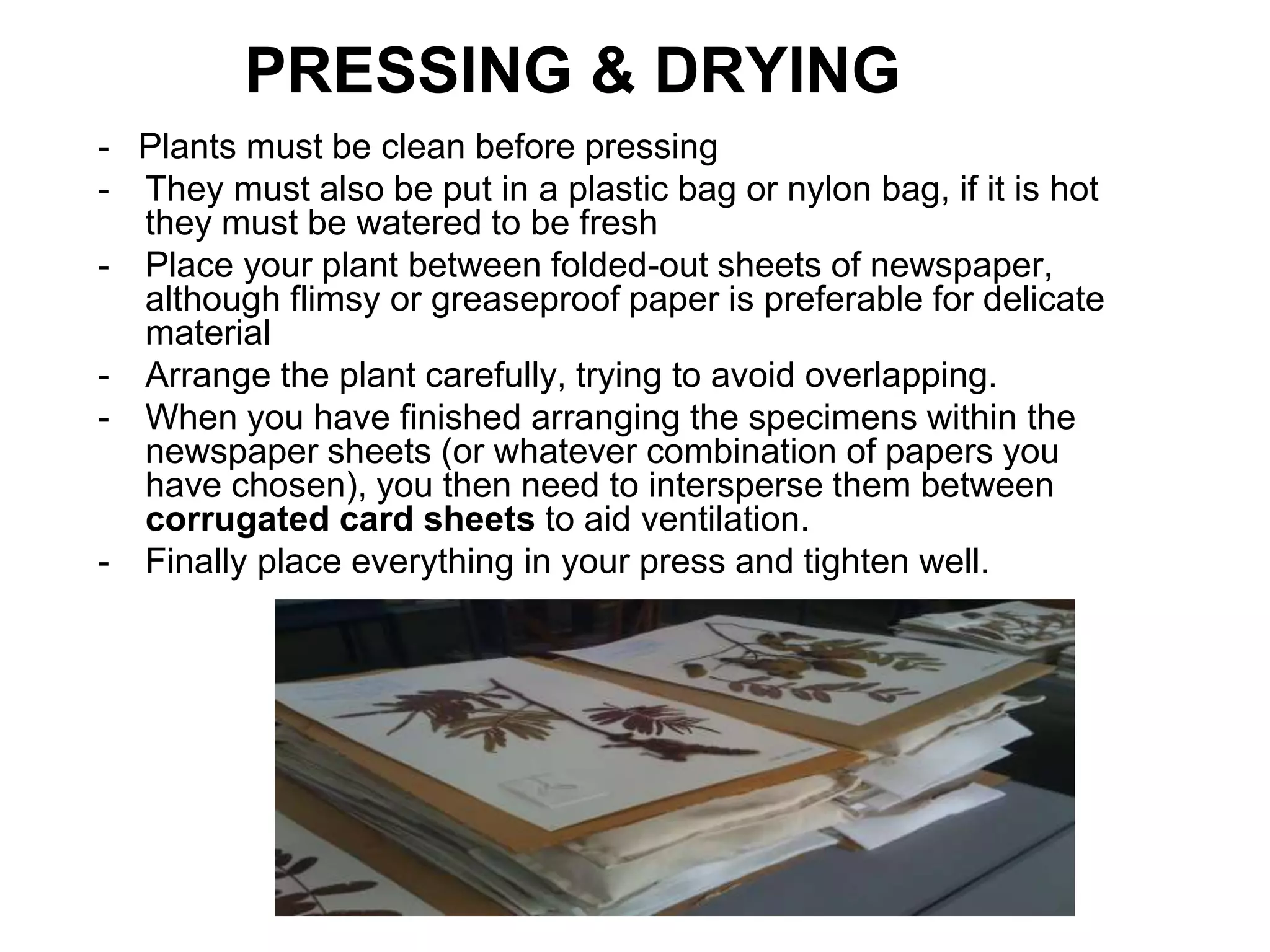 PRESSING & DRYING
- Plants must be clean before pressing
- They must also be put in a plastic bag or nylon bag, if it is hot
they must be watered to be fresh
- Place your plant between folded-out sheets of newspaper,
although flimsy or greaseproof paper is preferable for delicate
material
- Arrange the plant carefully, trying to avoid overlapping.
- When you have finished arranging the specimens within the
newspaper sheets (or whatever combination of papers you
have chosen), you then need to intersperse them between
corrugated card sheets to aid ventilation.
- Finally place everything in your press and tighten well.
 