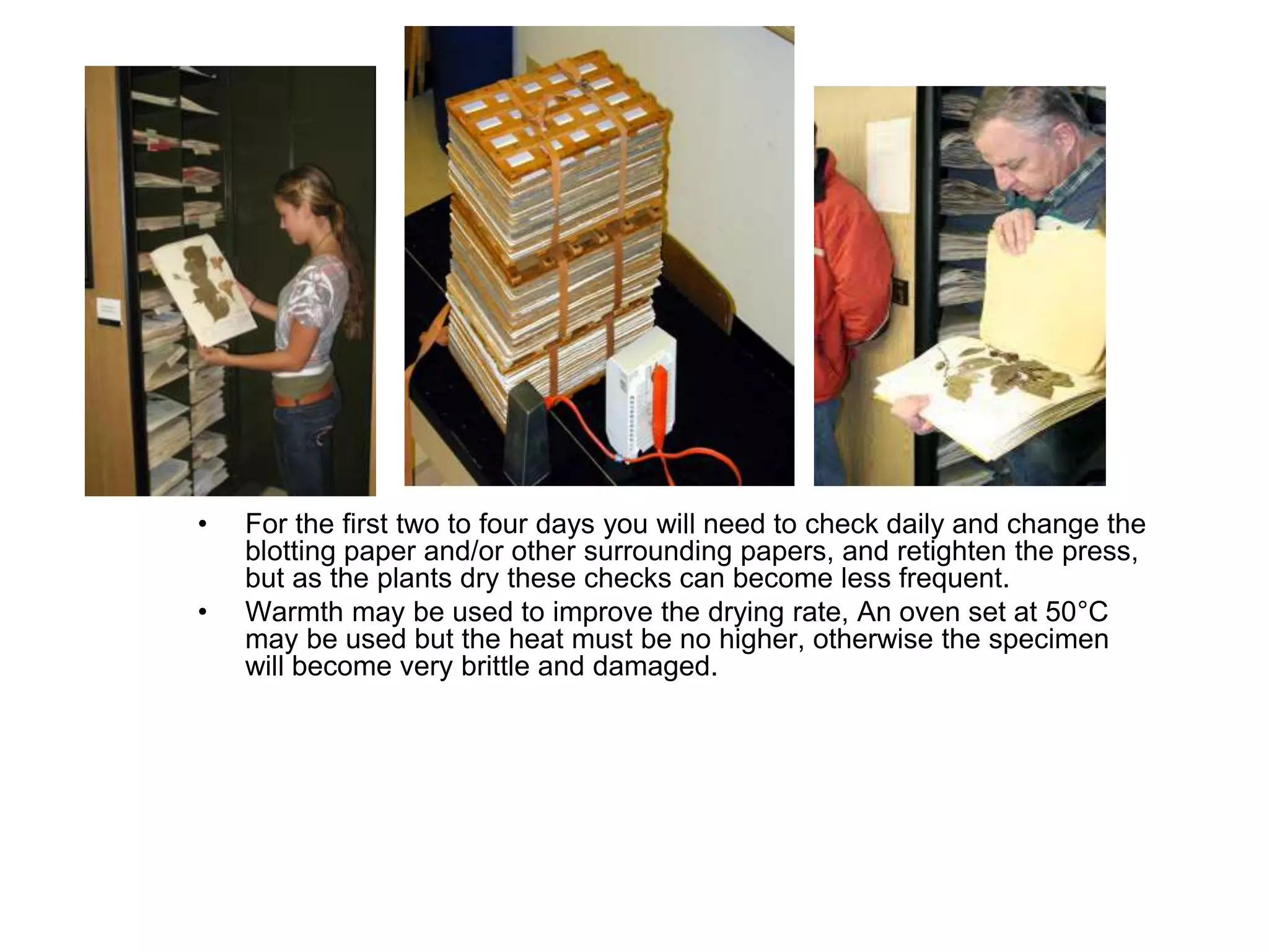 • For the first two to four days you will need to check daily and change the
blotting paper and/or other surrounding papers, and retighten the press,
but as the plants dry these checks can become less frequent.
• Warmth may be used to improve the drying rate, An oven set at 50°C
may be used but the heat must be no higher, otherwise the specimen
will become very brittle and damaged.
 
