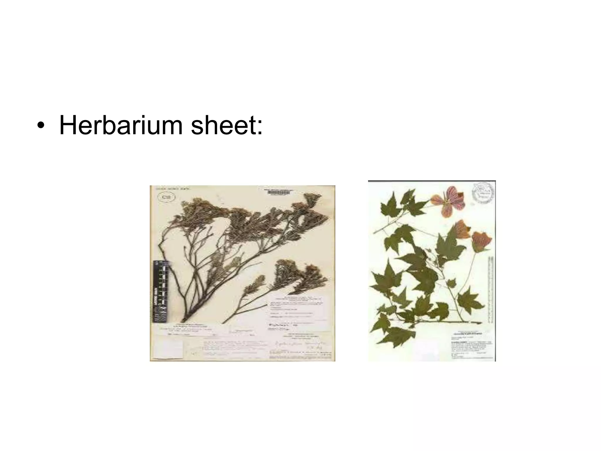 • Herbarium sheet:
 