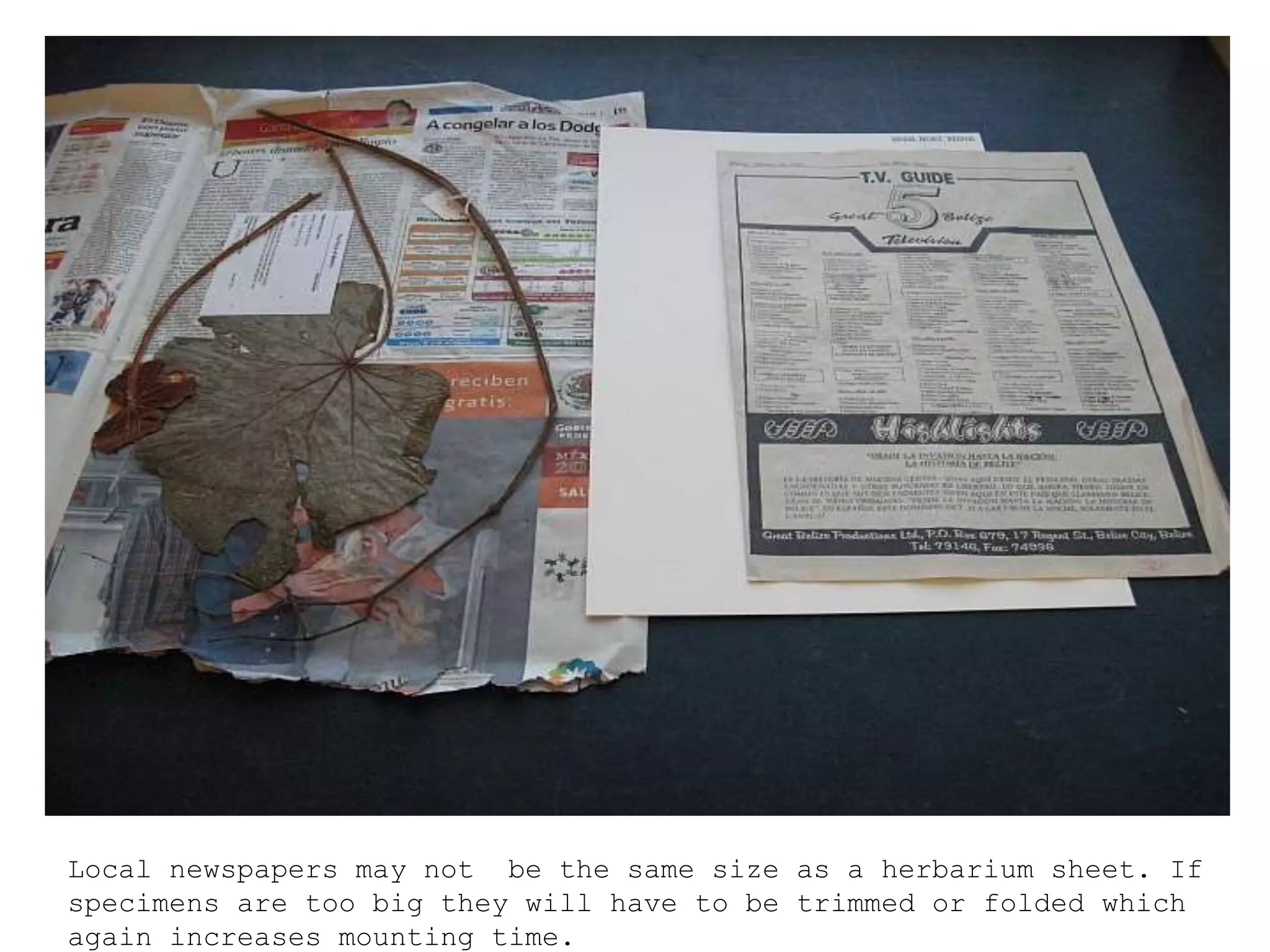 Local newspapers may not be the same size as a herbarium sheet. If
specimens are too big they will have to be trimmed or folded which
again increases mounting time.
 