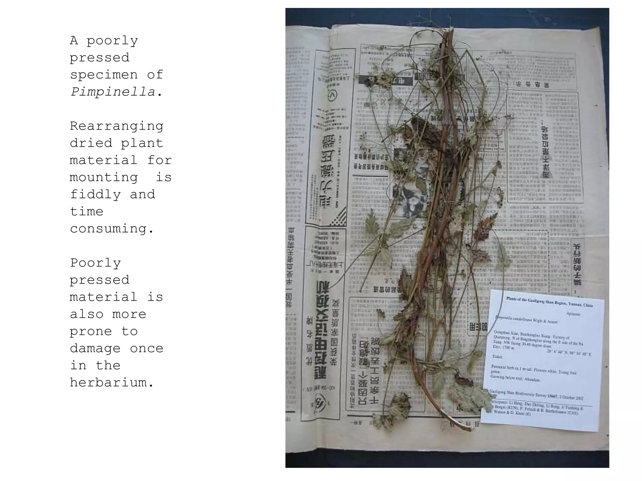 A poorly
pressed
specimen of
Pimpinella.
Rearranging
dried plant
material for
mounting is
fiddly and
time
consuming.
Poorly
pressed
material is
also more
prone to
damage once
in the
herbarium.
 