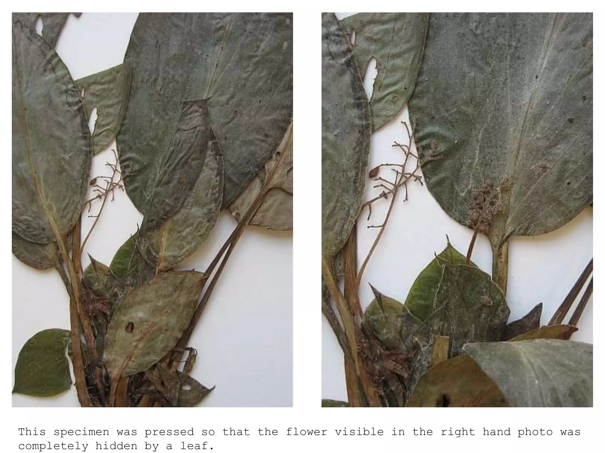 This specimen was pressed so that the flower visible in the right hand photo was
completely hidden by a leaf.
 