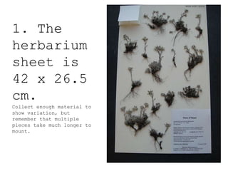 Local newspapers may not be the same size as a herbarium sheet. If
specimens are too big they will have to be trimmed or f...