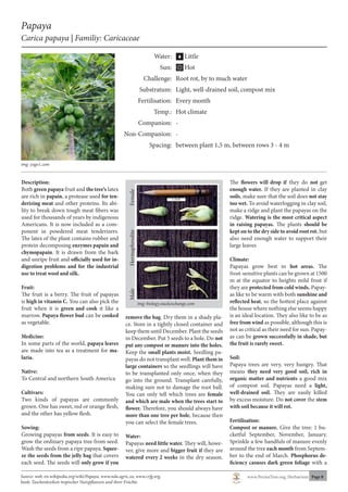 www.PermaTree.org, Herbarium Page 8
Papaya
Carica papaya | Familiy: Caricaceae
Description:
Both green papaya fruit and the tree‘s latex
are rich in papain, a protease used for ten-
derizing meat and other proteins. Its abi-
lity to break down tough meat fibers was
used for thousands of years by indigenous
Americans. It is now included as a com-
ponent in powdered meat tenderizers.
The latex of the plant contains rubber and
protein decomposing enzymes papain and
chymopapain. It is drawn from the bark
and unripe fruit and officially used for in-
digestion problems and for the industrial
use to treat wool and silk.
Fruit:
The fruit is a berry. The fruit of papayas
is high in vitamin C. You can also pick the
fruit when it is green and cook it like a
marrow. Papaya flower bud can be cooked
as vegetable.
Medicine:
In some parts of the world, papaya leaves
are made into tea as a treatment for ma-
laria.
Native:
To Central and northern South America
Cultivars:
Two kinds of papayas are commonly
grown. One has sweet, red or orange flesh,
and the other has yellow flesh.
Sowing:
Growing papayas from seeds. It is easy to
grow the ordinary papaya tree from seed.
Wash the seeds from a ripe papaya. Squee-
ze the seeds from the jelly bag that covers
each seed. The seeds will only grow if you
remove the bag. Dry them in a shady pla-
ce. Store in a tightly closed container and
keep them until December. Plant the seeds
in December. Put 5 seeds to a hole. Do not
put any compost or manure into the holes.
Keep the small plants moist. Seedling pa-
payas do not transplant well. Plant them in
large containers so the seedlings will have
to be transplanted only once, when they
go into the ground. Transplant carefully,
making sure not to damage the root ball.
You can only tell which trees are female
and which are male when the trees start to
flower. Therefore, you should always have
more than one tree per hole, because then
you can select the female trees.
Water:
Papayas need little water. They will, howe-
ver, give more and bigger fruit if they are
watered every 2 weeks in the dry season.
The flowers will drop if they do not get
enough water. If they are planted in clay
soils, make sure that the soil does not stay
too wet. To avoid waterlogging in clay soil,
make a ridge and plant the papayas on the
ridge. Watering is the most critical aspect
in raising papayas. The plants should be
kept on to the dry side to avoid root rot, but
also need enough water to support their
large leaves
Climate:
Papayas grow best in hot areas. The
frost-sensitive plants can be grown at 1500
m at the equator to heights mild frost if
they are protected from cold winds. Papay-
as like to be warm with both sunshine and
reflected heat, so the hottest place against
the house where nothing else seems happy
is an ideal location. They also like to be as
free from wind as possible, although this is
not as critical as their need for sun. Papay-
as can be grown successfully in shade, but
the fruit is rarely sweet.
Soil:
Papaya trees are very, very hungry. That
means they need very good soil, rich in
organic matter and nutrients a good mix
of compost soil. Papayas need a light,
well-drained soil. They are easily killed
by excess moisture. Do not cover the stem
with soil because it will rot.
Fertilisation:
Compost or manure. Give the tree: 1 bu-
cketful September, November, January.
Sprinkle a few handfuls of manure evenly
around the tree each month from Septem-
ber to the end of March. Phosphorus de-
ficiency casuses dark green foliage with a
MaleHermaphroditeFemale
img: biology.stackexchange.com
img: yago1.com
Source: web; en.wikipedia.org/wiki/Papaya, www.nda.agric.za, www.crfg.org,
book; Taschenlexikon tropischer Nutzpflanzen und ihrer Früchte
	 Water:		 Little
	 Sun:		 Hot
	 Challenge: 	Root rot, by to much water
	 Substratum:	 Light, well-drained soil, compost mix
	 Fertilisation:	 Every month
	 Temp.:	 Hot climate
	 Companion: 	 -
	 Non-Companion:	-
	 Spacing: 	 between plant 1,5 m, between rows 3 - 4 m
 