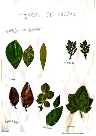 Herbarium by spain