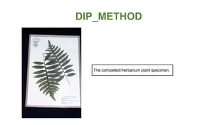 HERBARIUM SHEET MOUNTS.pptx