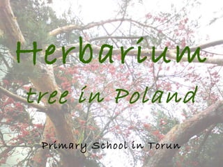 Herbarium
tree in Poland
Primary School in Torun
 