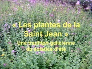 « Les plantes de la 
   Saint Jean »
 Une tradition galicienne 
    du solstice d’été
 