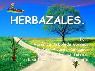 Herbazales