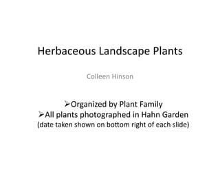 Herbaceous	
  Landscape	
  Plants	
  
                        Colleen	
  Hinson	
  


            Organized	
  by	
  Plant	
  Family	
  
 All	
  plants	
  photographed	
  in	
  Hahn	
  Garden	
  
(date	
  taken	
  shown	
  on	
  bo@om	
  right	
  of	
  each	
  slide)	
  
 