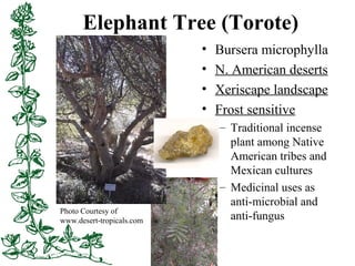 Elephant Tree (Torote)
• Bursera microphylla
• N. American deserts
• Xeriscape landscape
• Frost sensitive
– Traditional i...