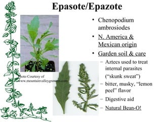 Epasote/Epazote
• Chenopodium
ambrosiodes
• N. America &
Mexican origin
• Garden soil & care
– Aztecs used to treat
intern...