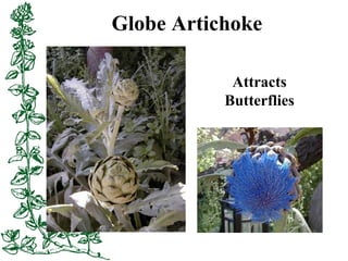 Globe Artichoke
Attracts
Butterflies
 