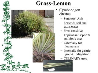 Grass-Lemon
• Cymbopogon
citratus
– Southeast Asia
– Enriched soil and
extra water
– Frost sensitive
– Topical antiseptic ...