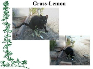 Grass-Lemon
 