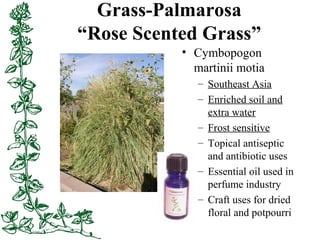 Grass-Palmarosa
“Rose Scented Grass”
• Cymbopogon
martinii motia
– Southeast Asia
– Enriched soil and
extra water
– Frost ...