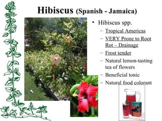Hibiscus (Spanish - Jamaica)
• Hibiscus spp.
– Tropical Americas
– VERY Prone to Root
Rot – Drainage
– Frost tender
– Natu...