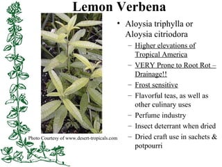 Lemon Verbena
• Aloysia triphylla or
Aloysia citriodora
– Higher elevations of
Tropical America
– VERY Prone to Root Rot –...
