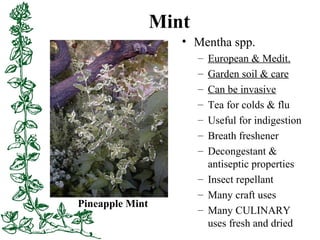 Mint
• Mentha spp.
– European & Medit.
– Garden soil & care
– Can be invasive
– Tea for colds & flu
– Useful for indigesti...