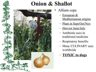 Onion & Shallot
• Allium cepa
– European &
Mediterranean origins
– Plant in Sept/Oct/Nov
– Harvest June/July
– Antibiotic ...