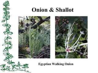 Onion & Shallot
Egyptian Walking Onion
 