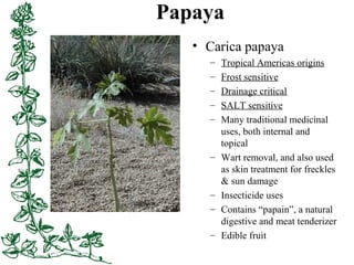 Papaya
• Carica papaya
– Tropical Americas origins
– Frost sensitive
– Drainage critical
– SALT sensitive
– Many tradition...