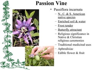 Passion Vine
• Passiflora incarnata
– N., C. & S. American
native species
– Enriched soil & water
– Frost tender
– Butterf...