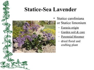 Statice-Sea Lavender
• Statice caroliniana
or Statice limonium
– Eurasia origin
– Garden soil & care
– Perennial bloomer
–...