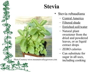 Stevia
• Stevia rebaudiana
– Central America
– Filtered shade
– Enriched soil/water
– Natural plant
sweetener from the
dri...