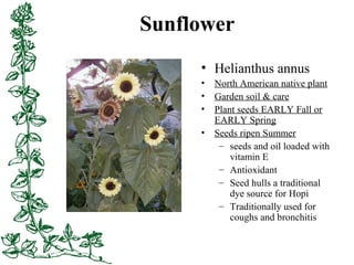 Sunflower
• Helianthus annus
• North American native plant
• Garden soil & care
• Plant seeds EARLY Fall or
EARLY Spring
•...