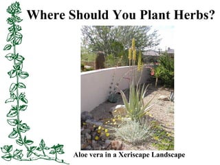 Where Should You Plant Herbs?
Aloe vera in a Xeriscape Landscape
 