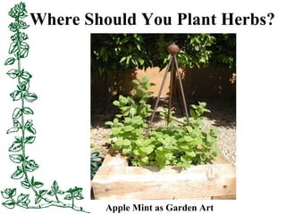 Where Should You Plant Herbs?
Apple Mint as Garden Art
 